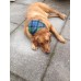 Tartan Dog Bandana